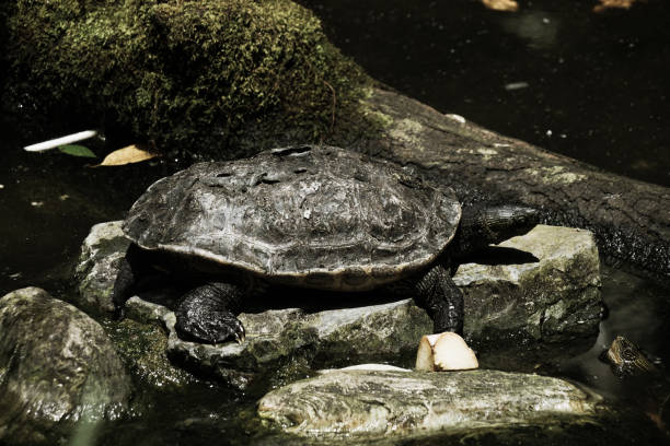 istock Image of Florida red-bellied cooter 1150315122