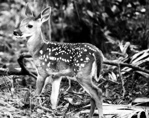 istock Spotted Fawn 1150315381