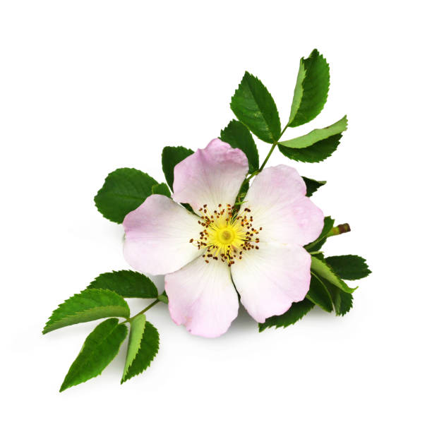 istock Dog rose isolated on white background 1150315597