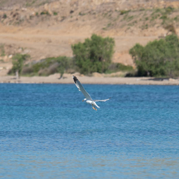 istock Flight seagull in greek blue sky 1150316562
