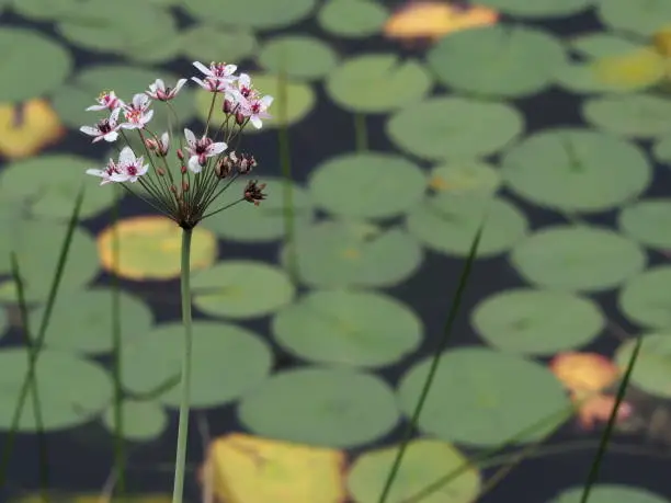 Small purple flower with lilypad in the background