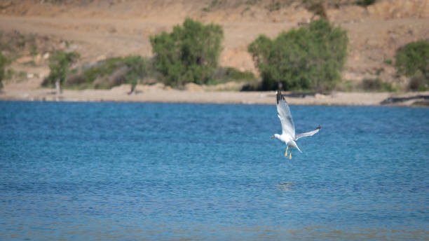 istock Flight seagull in greek blue sky 1150316623