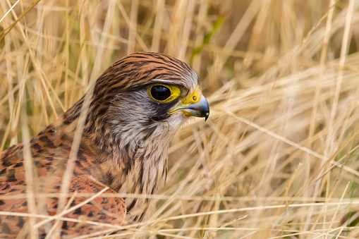 Common Kestrel, Falco tinnunculus, little bird of prey sitting in the grass.