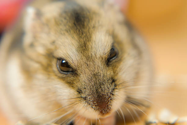 istock Cute Djungarian hamster 1150318843
