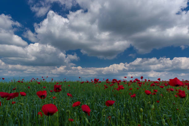 spring flowering poppies on the field - ismaili imagens e fotografias de stock