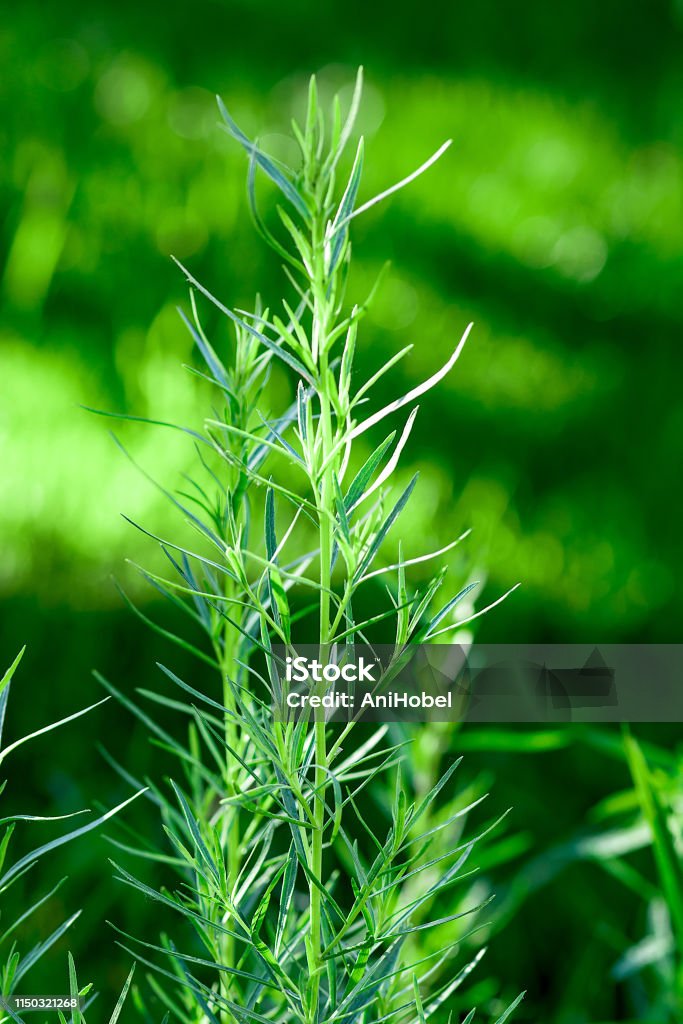 Tarragon Tarragon - estragon - growing in herb garden Aromatherapy Stock Photo