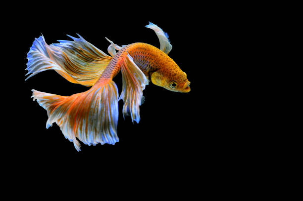 istock Movement of siamese betta , fighting fish (Platinum-Half moon betta) on black bach ground 1150321481