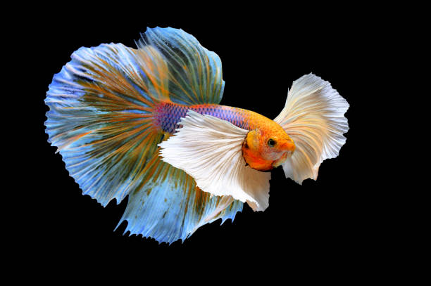 istock Movement of siamese betta , fighting fish (Platinum-Half moon betta) on black bach ground 1150321495