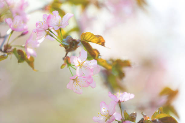 Beautiful Pink Sakura Flower or Cherry Blossom on blue Background. Natural background. Spring