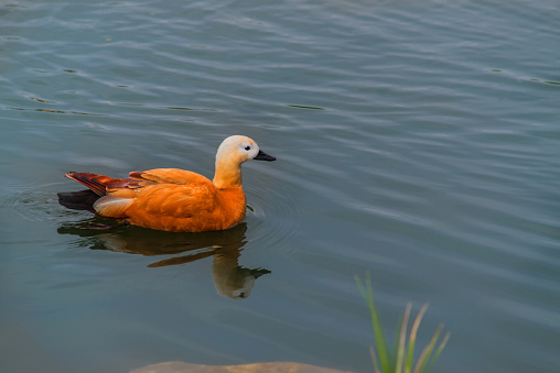 duck on the lake swims