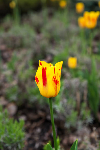 schöne tulpe im blumenbeet hautnah - tulip blue close up cut flowers stock-fotos und bilder