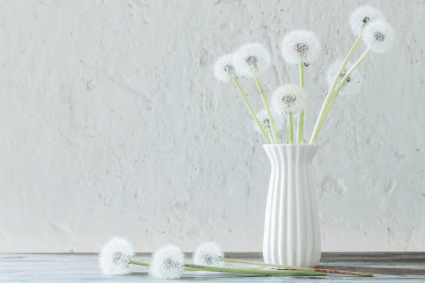 white dandelions in vase on background old white wall