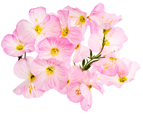 Pink Evening Primrose Flowers, Pink Ladies.