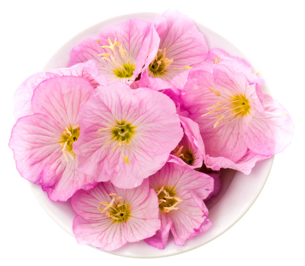 Pink Evening Primrose Flowers, Pink Ladies