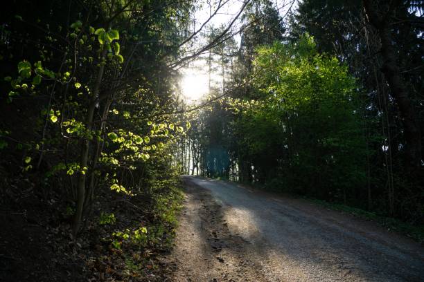 istock Magic trees and paths in the forest during sunny day. 1150325580