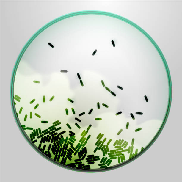 ilustraciones, imágenes clip art, dibujos animados e iconos de stock de placa de petri con agar y bacterias - petri dish bacterium cell virus