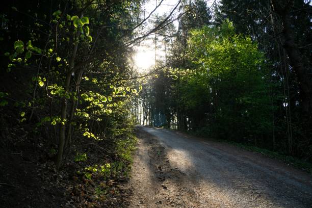 istock Magic trees and paths in the forest during sunny day. 1150325875