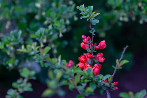 istock blossoming branch of a quince beveled clear spring evening 1150326043