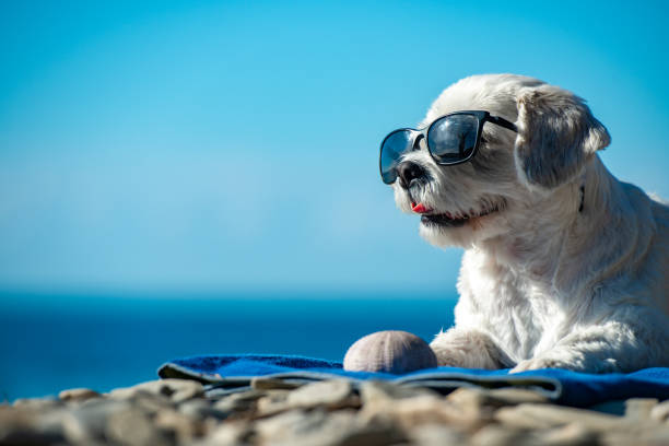 Cute Dog With Sunglasses Relaxing on Coastline Cute Dog With Sunglasses Relaxing on Coastline. sunbathing photos stock pictures, royalty-free photos & images