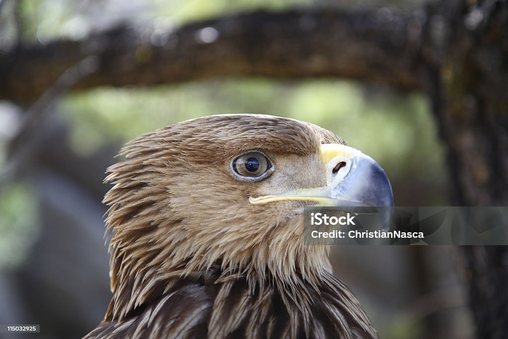 eagle gros plan portrait (série - Photo de Aigle libre de droits