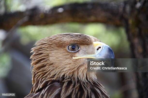 Foto de Eagle Closeup Retrato Série e mais fotos de stock de Aerodinâmico - Aerodinâmico, Animal, Animal selvagem