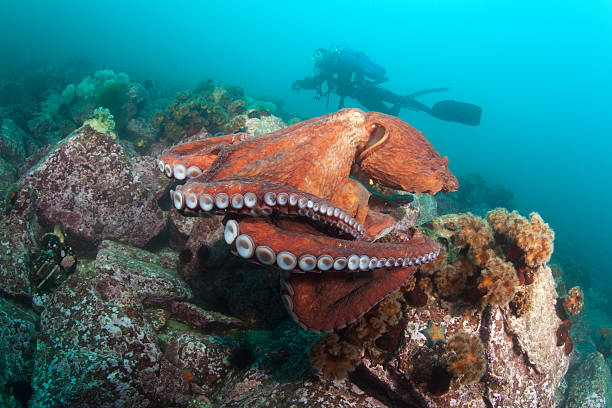 istock giant octopus dofleini and diver 115032962