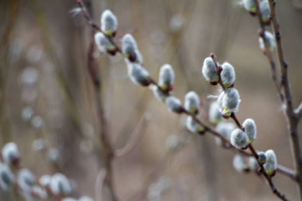 istock A close-up of a willow blossom, willow katkins, selective focus, Easter background or concept 1150330312