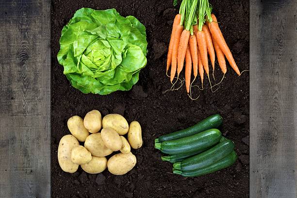 vertical vegetables shoot stock photo