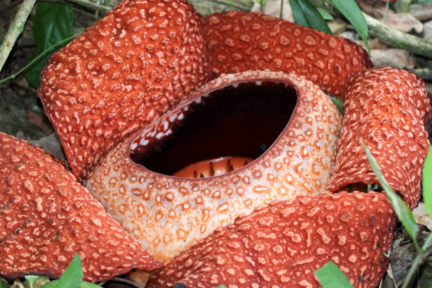 istock Rafflesia (Rafflesia arnoldii) - Borneo Malaysia Asia 1150332021