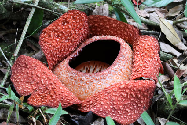 istock Rafflesia (Rafflesia arnoldii) - Borneo Malaysia Asia 1150332066
