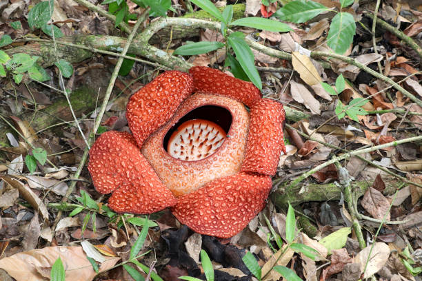istock Rafflesia (Rafflesia arnoldii) - Borneo Malaysia Asia 1150332154