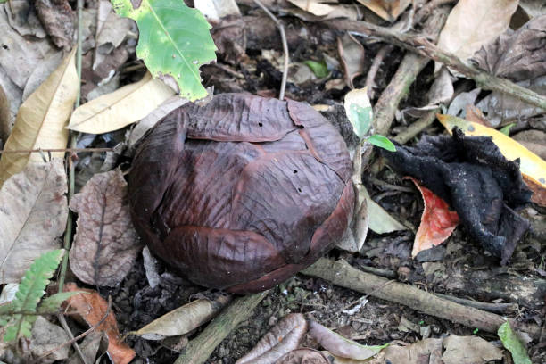 istock Rafflesia (Rafflesia arnoldii) flower bud - Borneo Malaysia Asia 1150332294