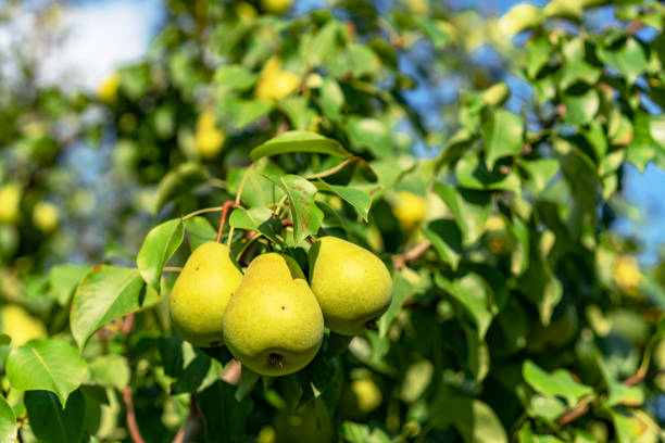 istock ripe yellow pears on a tree branch in the garden. 1150333011