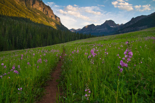 フラワートレイル - montana mountain meadow flower ストックフォトと画像