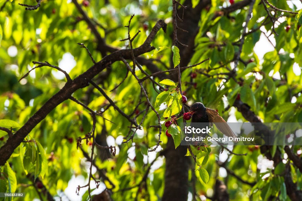 Sturnus vulgaris comiendo cerezas. - Foto de stock de Ala de animal libre de derechos