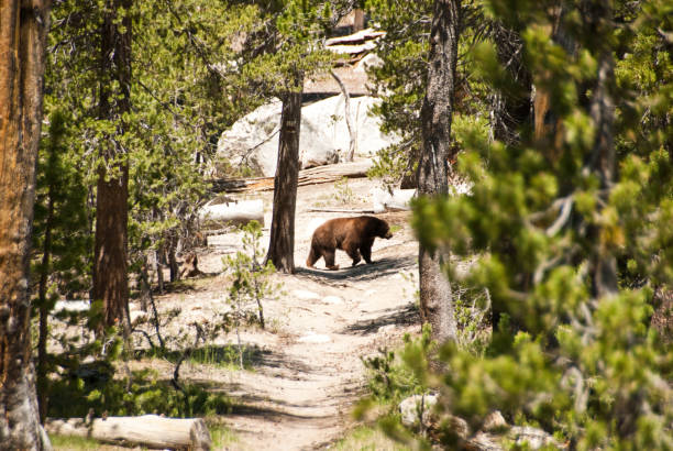 Black Bear A black bear on a trail. pacific crest trail stock pictures, royalty-free photos & images