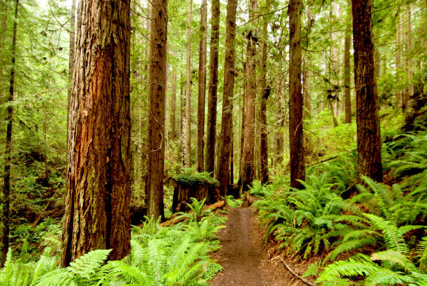 istock Redwood Trail 1150333230