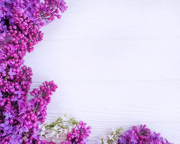 istock lilac flower on white wooden background frame 1150335379