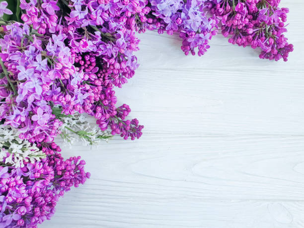 istock lilac flower on white wooden background frame 1150335909