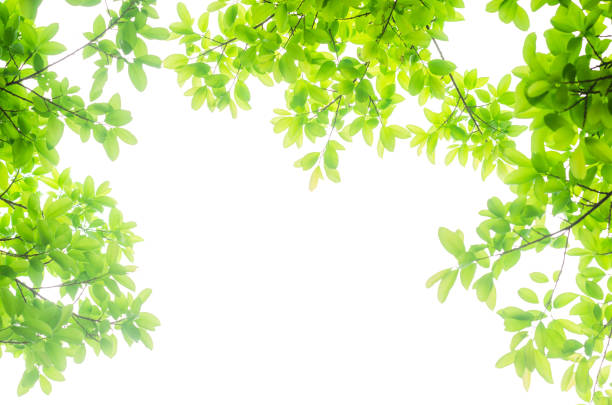 istock green leaves isolated white background with clipping path. nature frame for decoration design. 1150336220