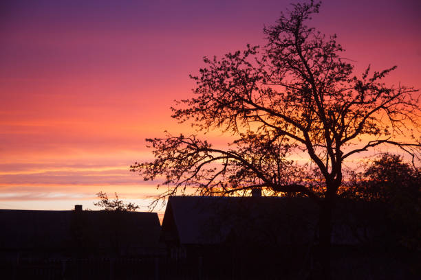 istock The tree against sunset and colored sky 1150337343