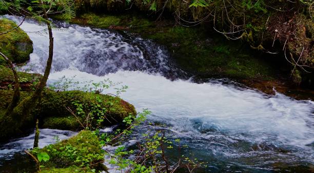 istock Oregon's Pure Downing Creek 1150338391