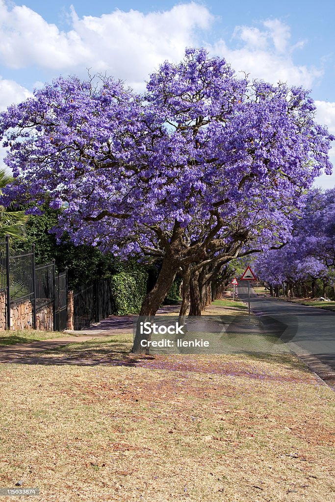 jacaranda trees jacaranda trees lining the street in Pretoria, South Africa, purple bloom in October Beauty In Nature Stock Photo