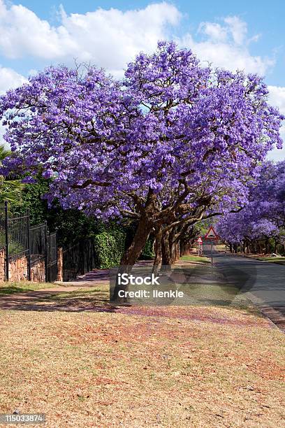 Jacaranda Trees Stock Photo - Download Image Now - Beauty In Nature, Blossom, City
