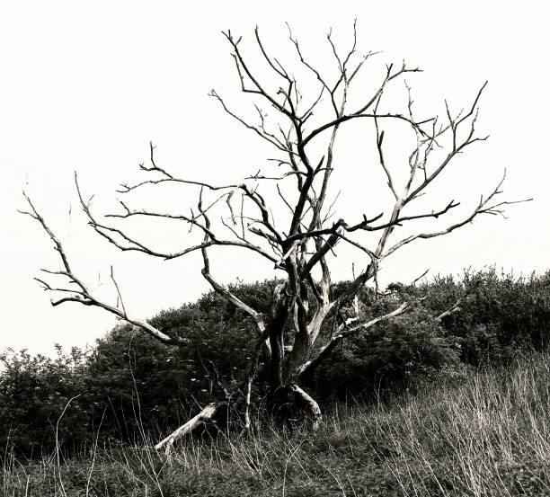 istock A black and white photograph of a dead tree. 1150339716