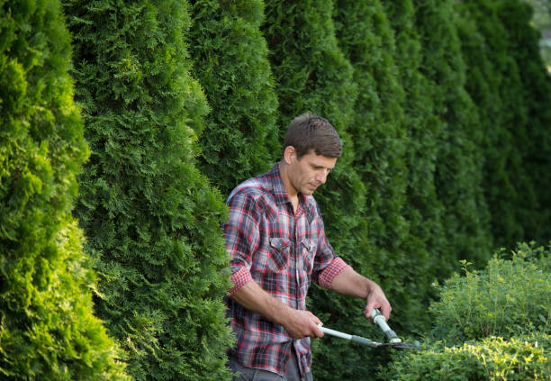 istock Gardener trimming plants in garden 1150339993