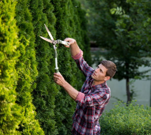 istock Gardener trimming plants in garden 1150340025