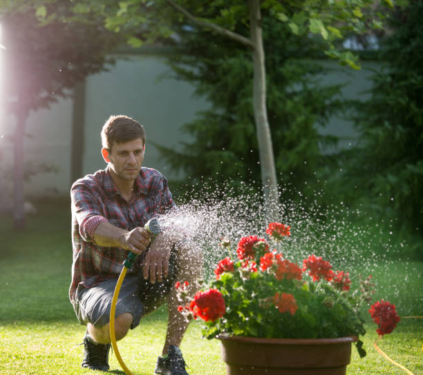 istock Man spraying plants in garden 1150340060