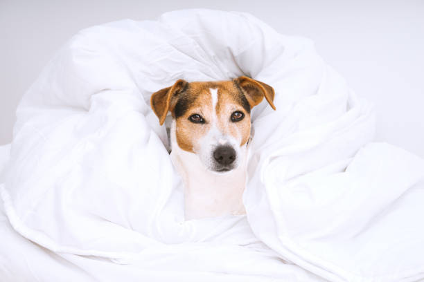istock Cute dog wrapped in white duvet and looking at camera 1150340951