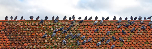 Pigeon at rooftop
